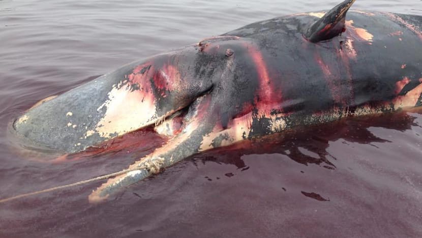 Carcass of sperm whale found near Jurong Island