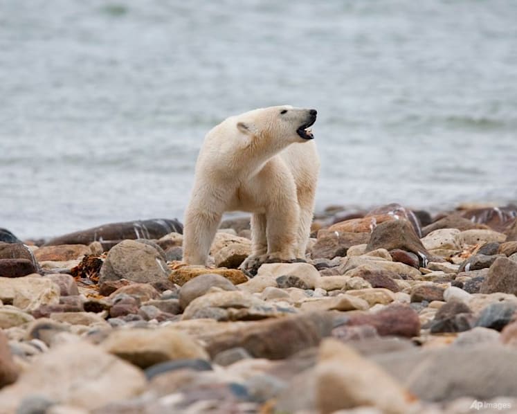 Canadian polar bears near 'bear capital' dying at fast rate
