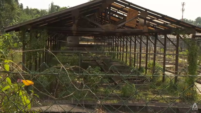 Farmers not surprised by Singapore’s new food sustainability goal, but analysts say '30 by 30' was no failure