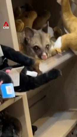 Hide and squeak: Wild possum spotted among plush toys in airport shop