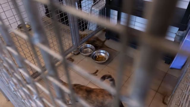 动物热爱者协会正接受调查 尚穆根吁公众理解协会困境