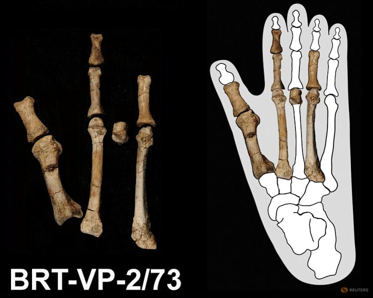 Scientists solve the mystery of the prehistoric 'Burtele Foot'