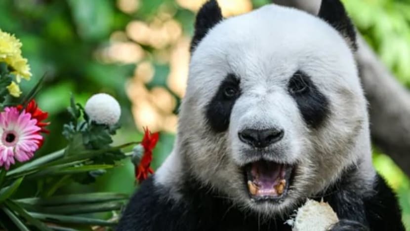 Air mata iringi perjalanan pulang beruang panda kelahiran Malaysia ke China