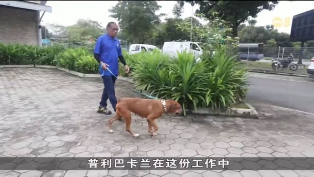 曾怕狗却坚守防止虐待动物协会近半世纪 传奇员工为动物默默奉献