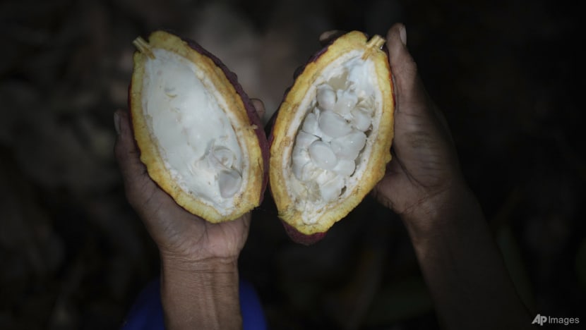 Indonesia's cocoa farmers work with businesses, NGOs to fight bitter impact of climate change Indonesia's cocoa farmers work with businesses, NGOs to fight bitter impact of climate change