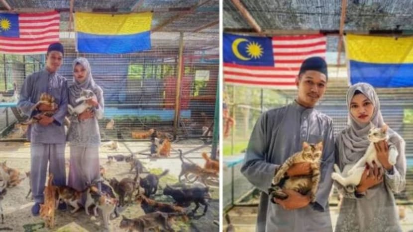 Luar biasa! pasangan doktor veterinar rai hari bahagia bersama 1,300 ekor kucing