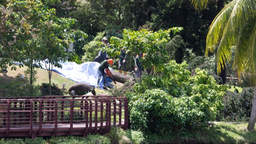 38-year-old woman dies after being trapped under fallen tree at Marsiling Park