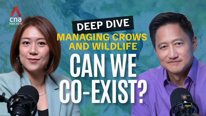 Deep Dive - Crow shooting and wildlife control: How can we co-exist better?