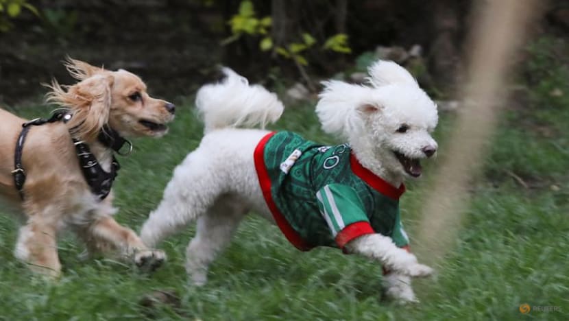 In Mexico, World Cup jerseys fit all shapes, sizes - and species