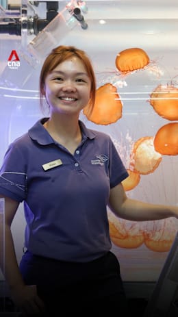 Meet the 'mother' of sea jellies at Singapore Oceanarium