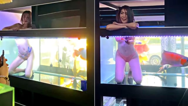 泰国水族店惊见“美人鱼”　 比基尼辣妹跪在鱼缸里迎客