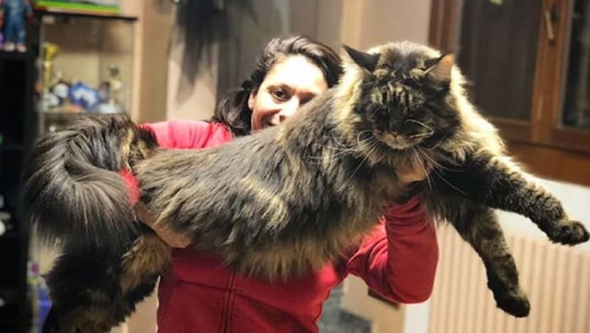 Kucing 'penglipur lara' ini cipta nama dalam Rekod Dunia Guinness