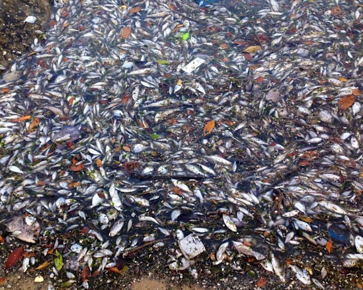 Worry about marine life mounts as more fish die