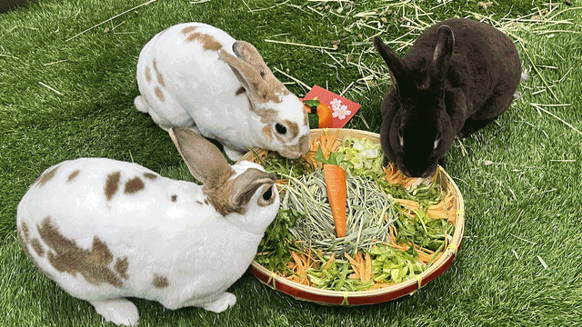迎接“HARE-PY LUNAR NEW YEAR”　就在新加坡动物园和河川生态园