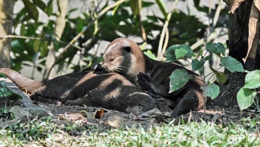 Taman di Sabah diarah tutup serta-merta selepas serangan kumpulan memerang Taman di Sabah diarah tutup serta-merta selepas serangan kumpulan memerang