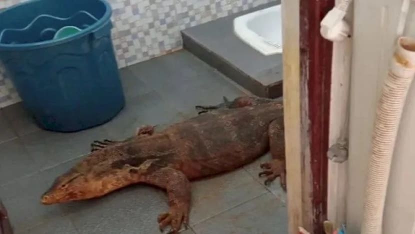 Biawak sepanjang 180 cm ditemui di tandas Jawa Barat Biawak sepanjang 180 cm ditemui di tandas Jawa Barat