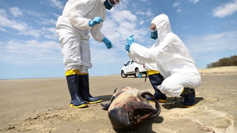 Commentary: Which infectious disease is likely to be the biggest emerging problem in 2025? Commentary: Which infectious disease is likely to be the biggest emerging problem in 2025?