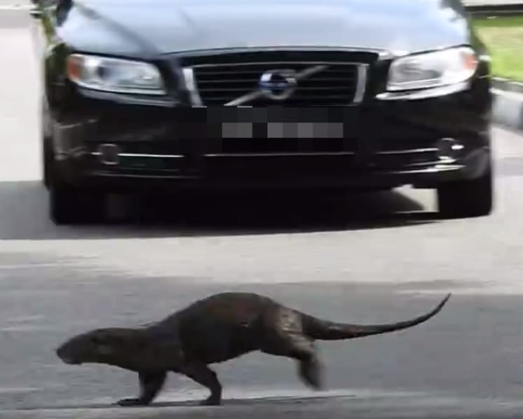 Otter in near-miss accident at East Coast Park