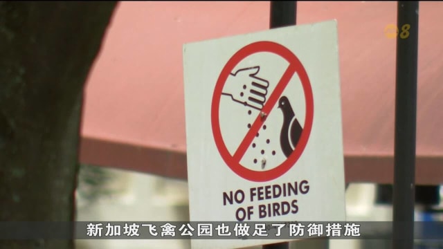 防范禽流感 我国吁民众避免触摸喂养野鸟 