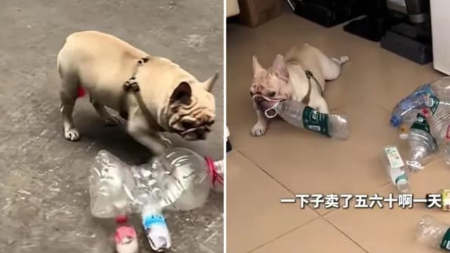 斗牛犬爱捡瓶子 五年为主人攒下逾万人民币
