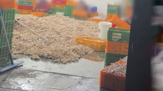 中国网红鸡爪被曝用双氧水“漂白” 生产空间令人作呕