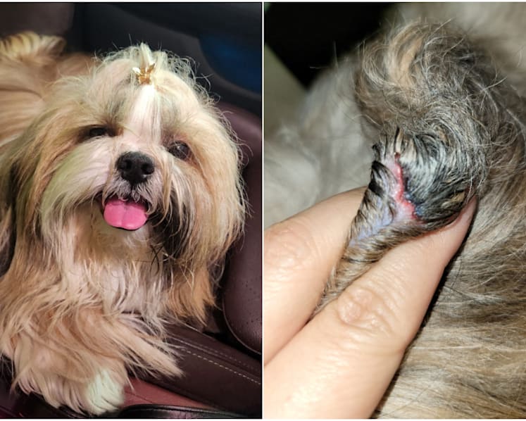 Singapore pet owners, businesses call for more regulation after 'way too many incidents'