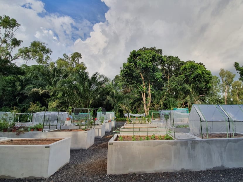 The National Parks Board has released more than 2,000 gardening plots across 23 parks and gardens in Singapore by far.