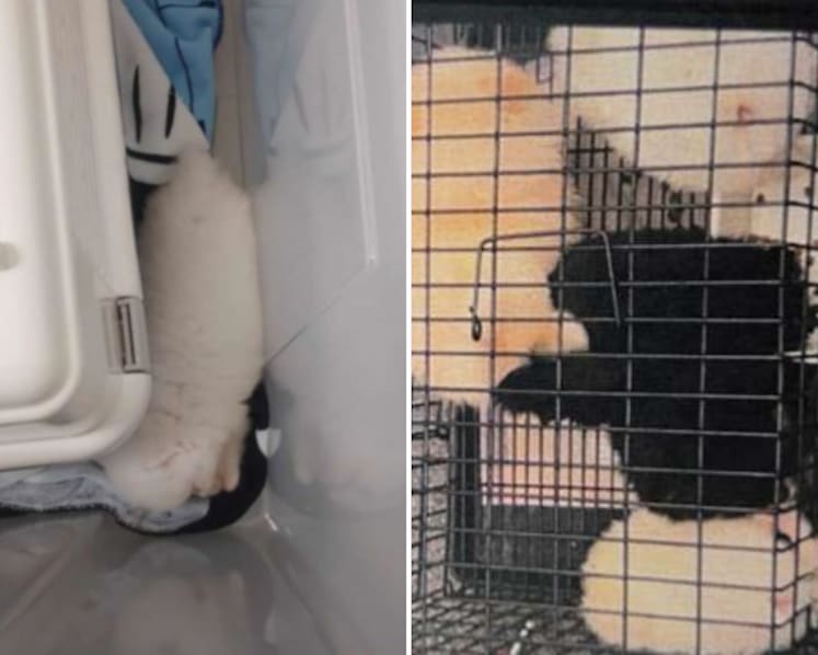 Woman gets jail, fine for illegally keeping animals in captivity for sale in first such case Woman gets jail, fine for illegally keeping animals in captivity for sale in first such case