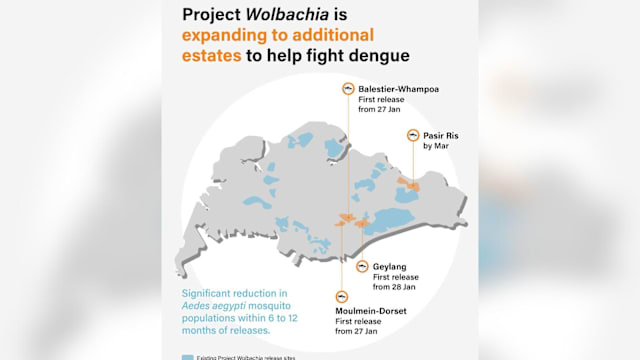 马里士他-黄埔和摩绵-多实 今天起释放沃尔巴克氏菌伊蚊 