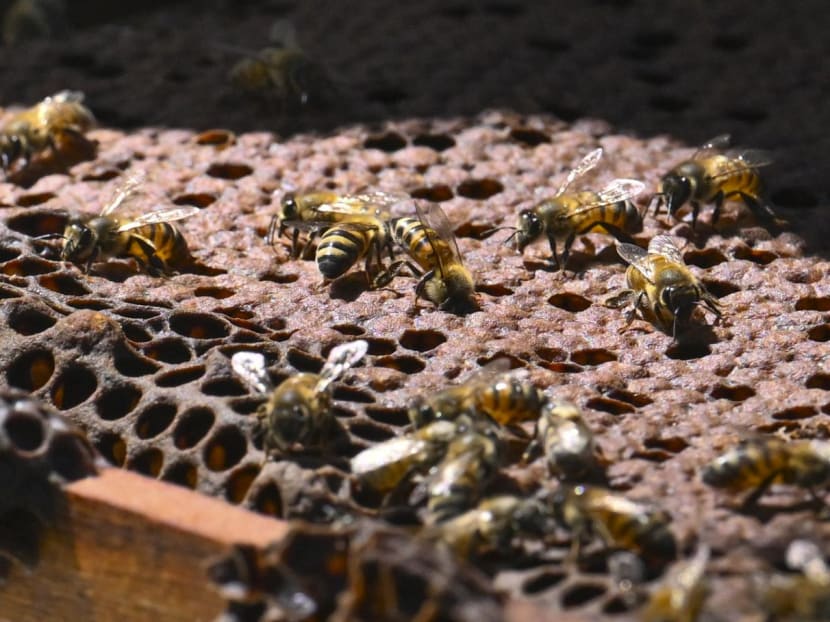 Bees work on honeycombs inside a beehive in the municipality of Socorro in Santander departament, Colombia, on Dec 3, 2023. Bees work on honeycombs inside a beehive in the municipality of Socorro in Santander departament, Colombia, on Dec 3, 2023.