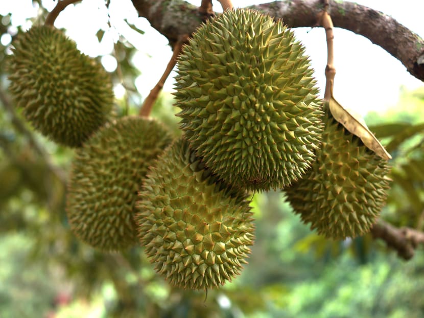 Police alerted to fight in Mandai, found 11 people had entered protected area to pick durians