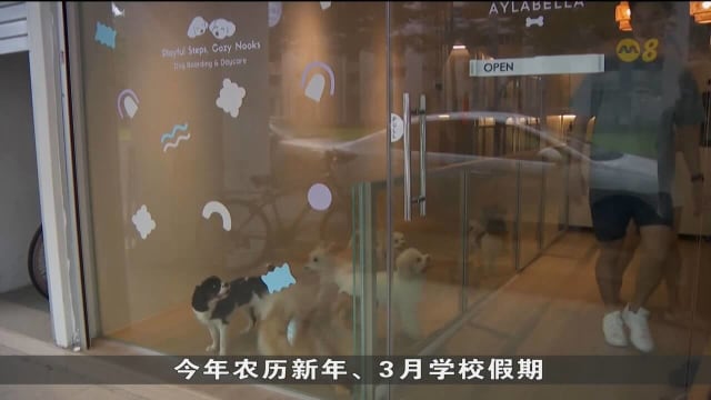 本地宠物寄宿服务需求激增 宠物酒店6月假期一位难求