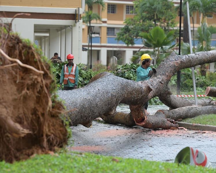 Heavy rains trigger flash flood alerts, large tree toppled in Tampines