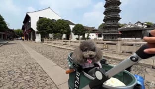 Paws on board: China expands high-speed train access for pets as ownership booms