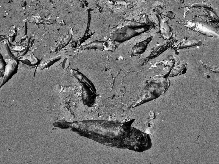 Dead marine life washed up ashore along Pasir Ris Beach. Photo: Robin Choo