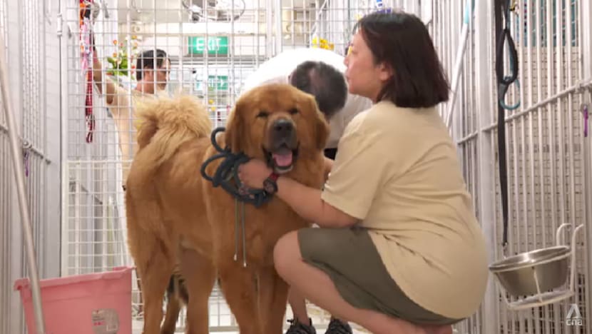 Some animal shelters see up to 75% fall in pet adoptions since 2019