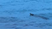 Crocodile spotted off Sentosa Cove caught and put down: NParks