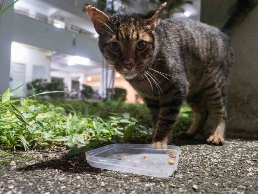 A stray cat in Jurong West. A stray cat in Jurong West.
