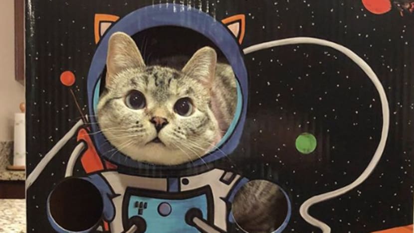 5 Tips petik gambar kucing 5 Tips petik gambar kucing