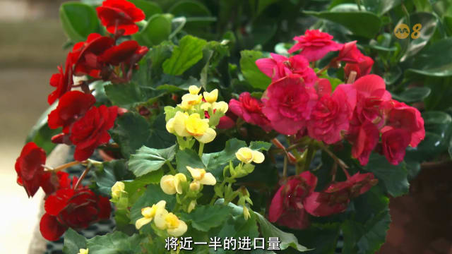 焦点 | 令吉走强 马国出口的花还“香”吗？