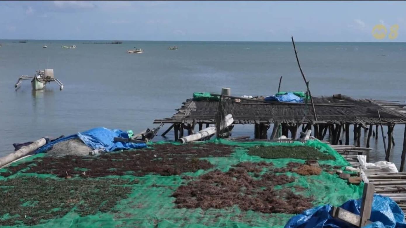 印尼海藻业推动科研加工 减少对单一市场依赖