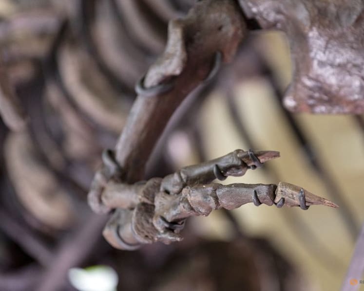 Here's how Tyrannosaurus ended up with a big head and small arms