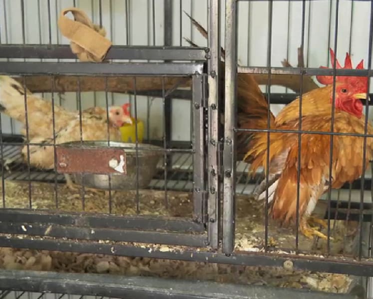 Rise in abandoned pet chickens in Singapore leads to space shortage at shelters
