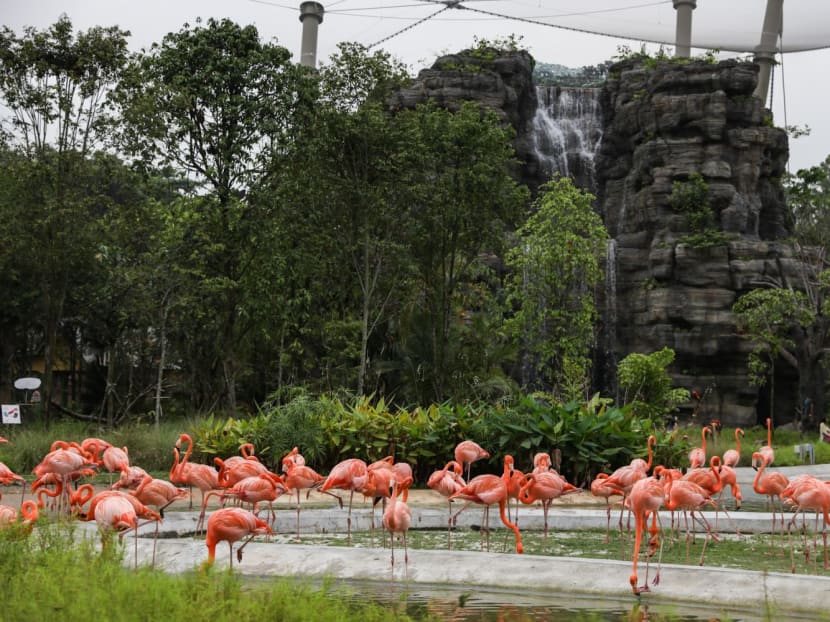 Bird Paradise Singapore