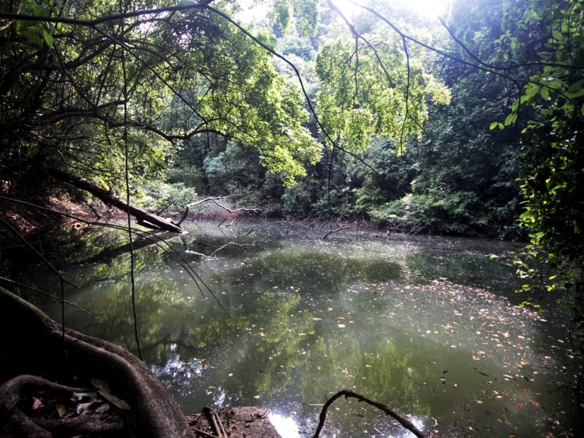 Abandoned reservoir near Telok Blangah Road found
