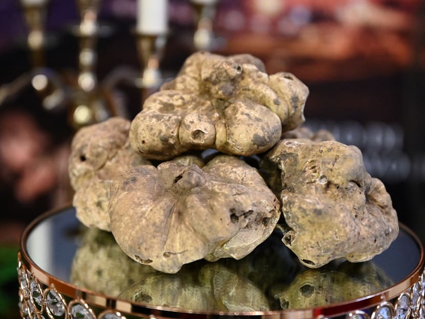 White truffle are displayed prior the to 22nd World White Truffle auction in Alba, northern Italy, on Nov 14, 2021.