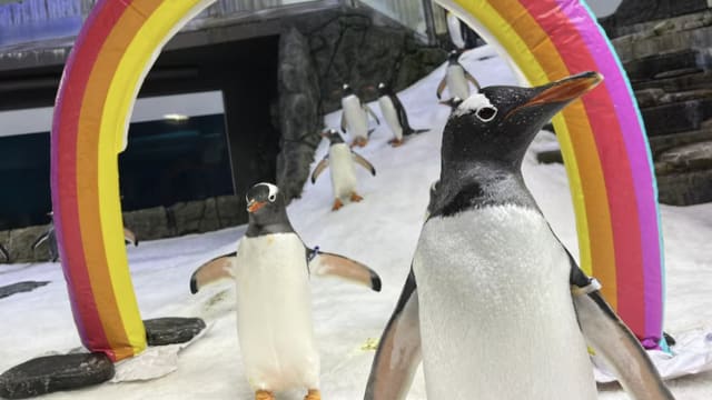 澳洲同性恋企鹅死亡 水族馆：它曾是标志性象征