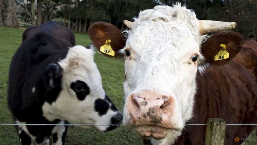 Cow tech startup becomes New Zealand's latest unicorn in $100 million fundraise