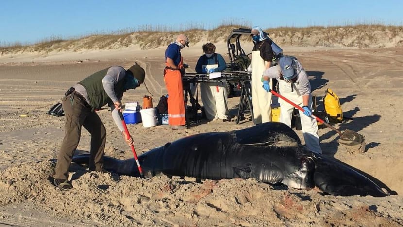 Scientists study cause of endangered whale calf's death