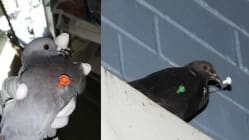 Related article image